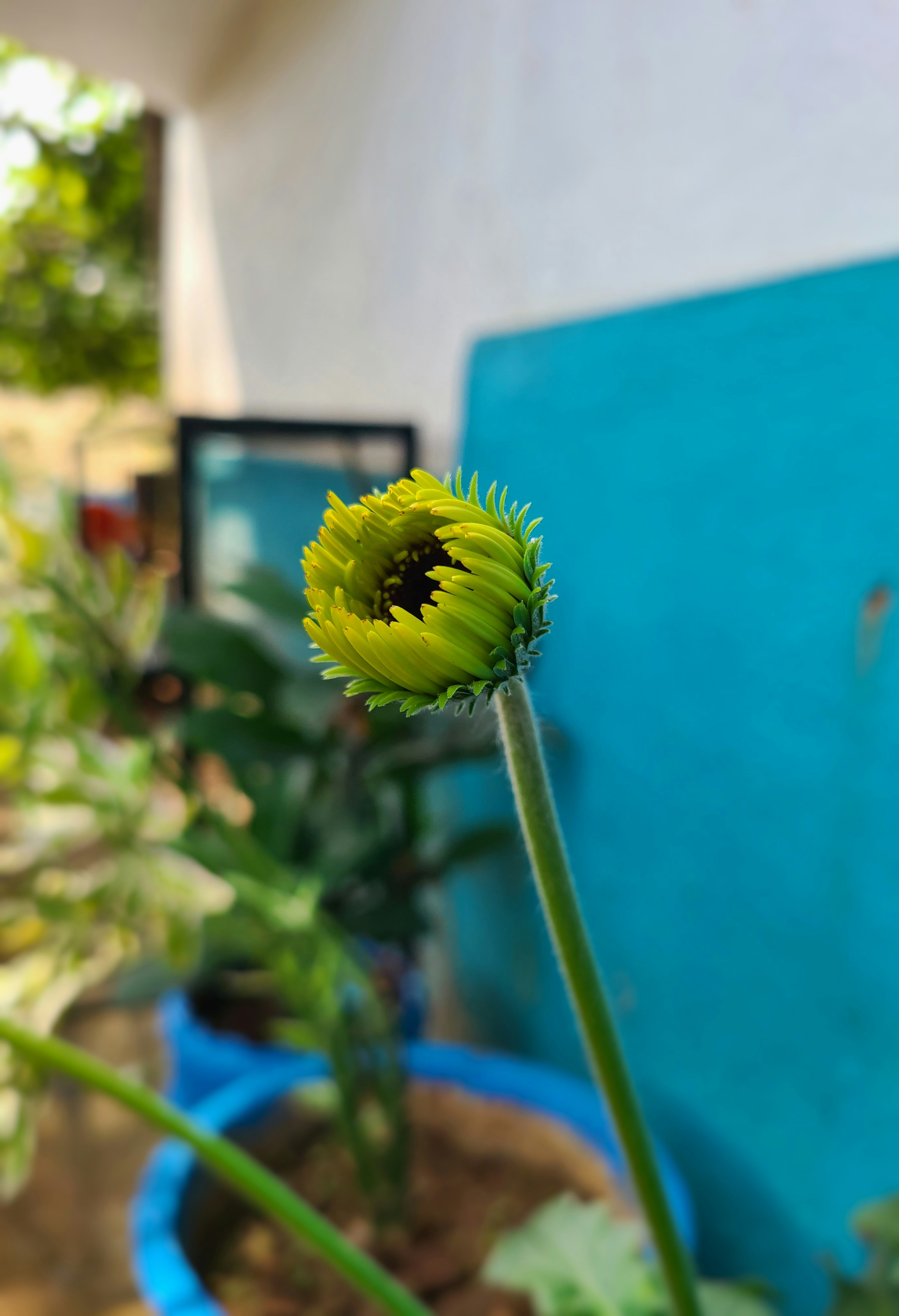 a yellow flower in a pot