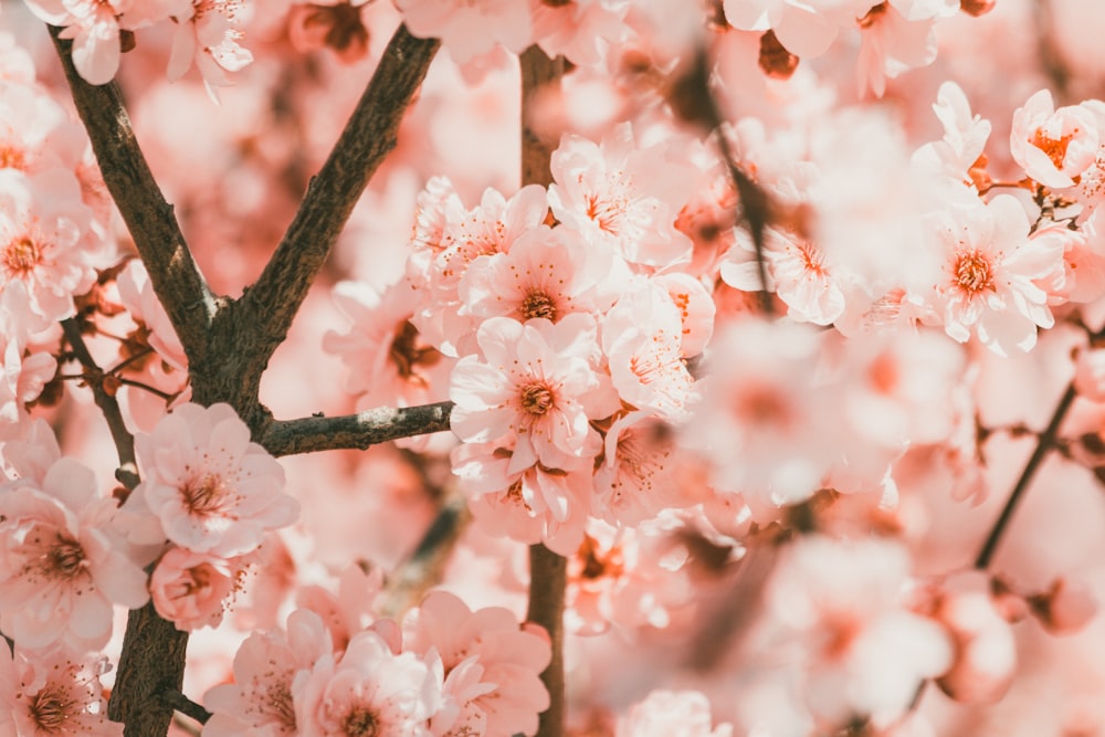 a close up of a tree branch with pink flowers