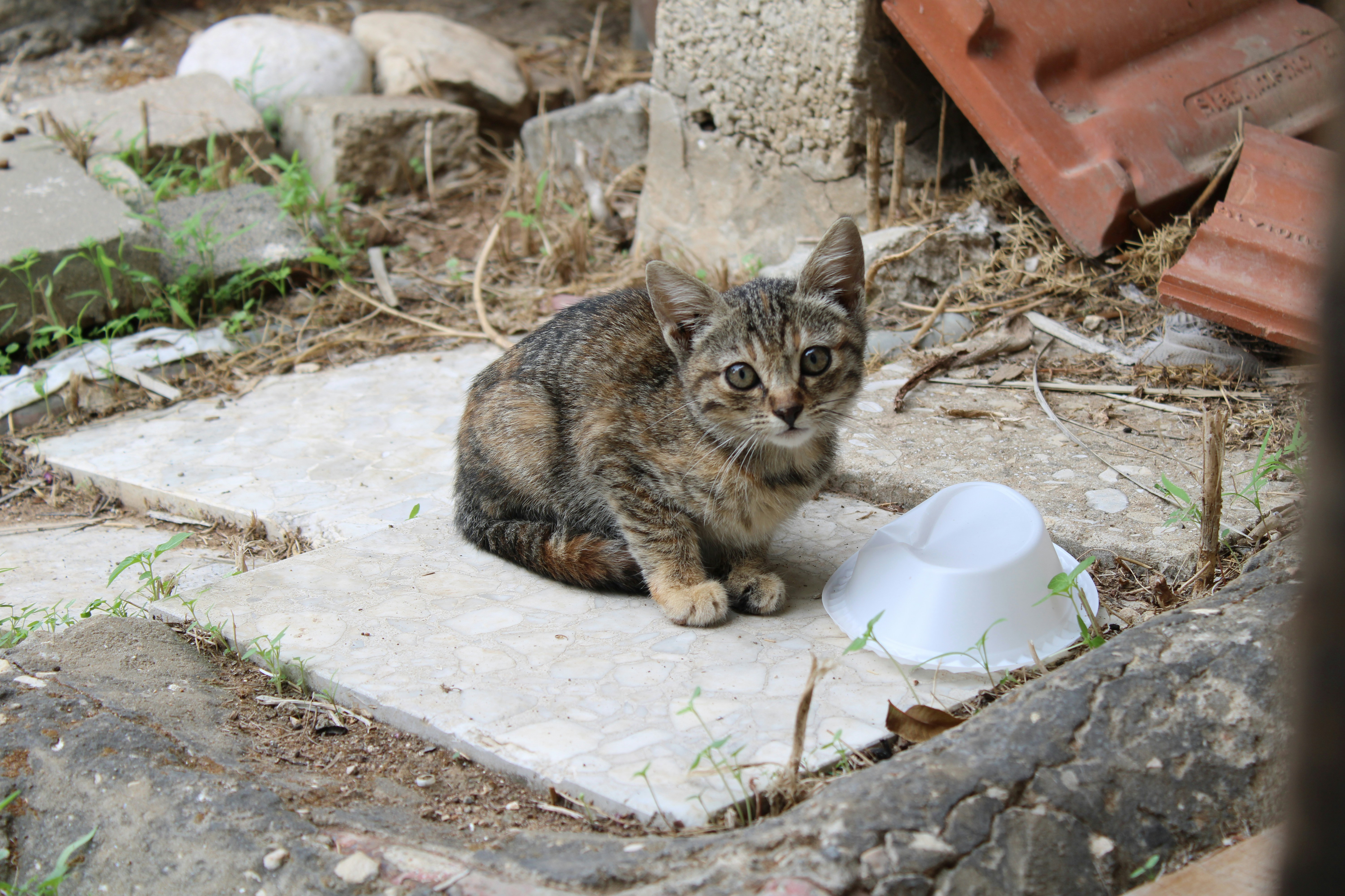 a kitten sitting on a rock