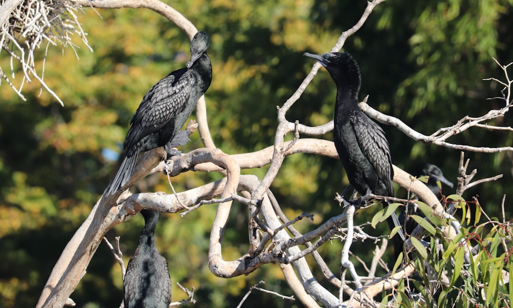 birds sitting on a tree branch