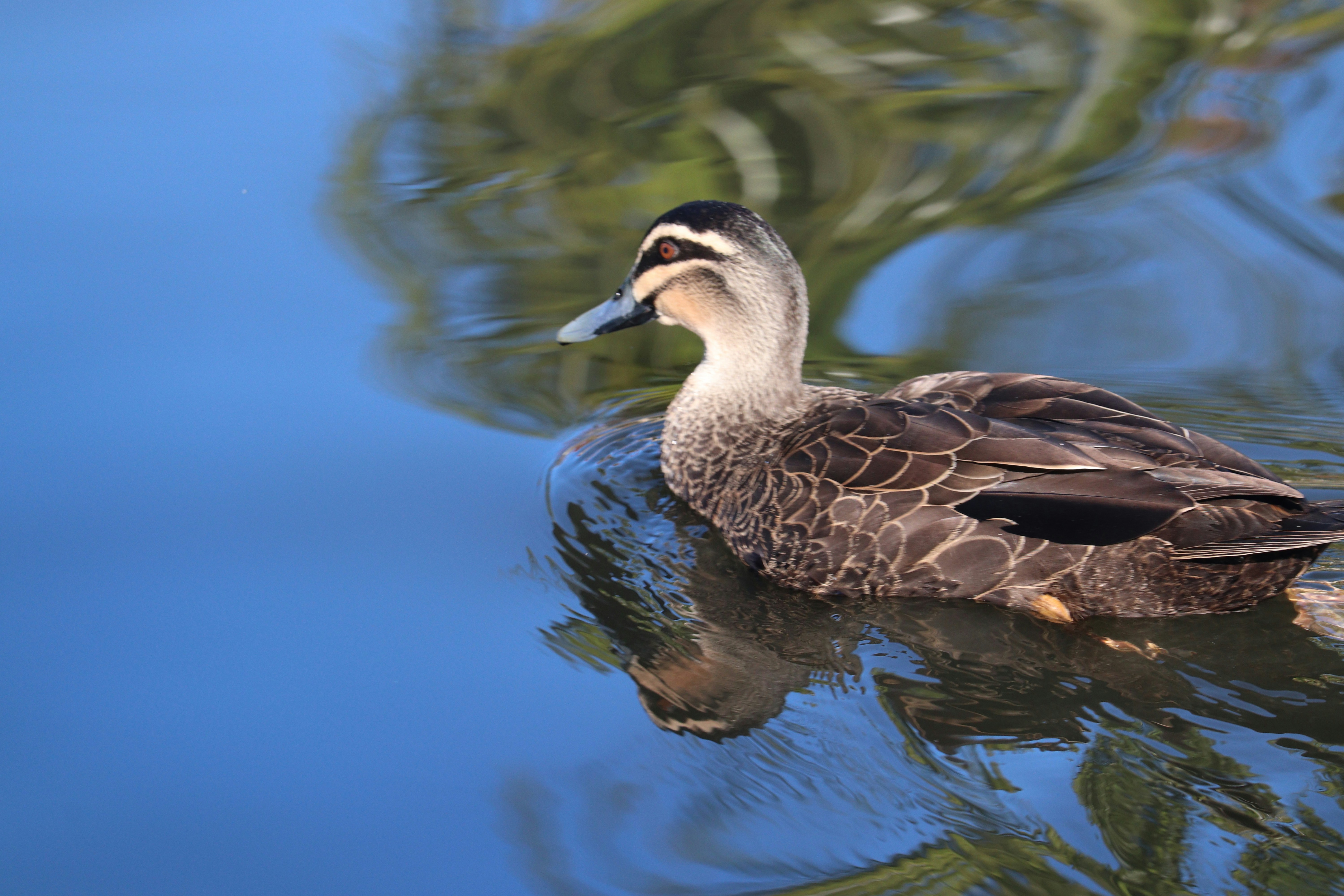 Photo by sandeepsapkota