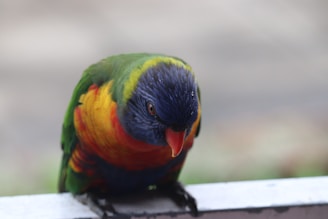 A colorful parrot perched on a wooden stand, looking curious.
