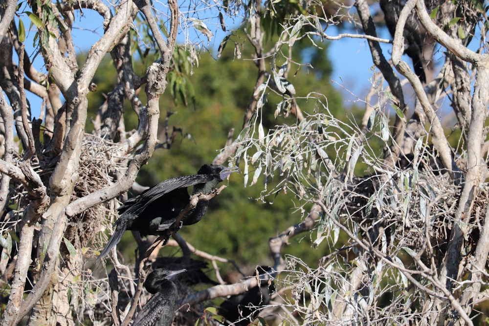 a bird in a tree