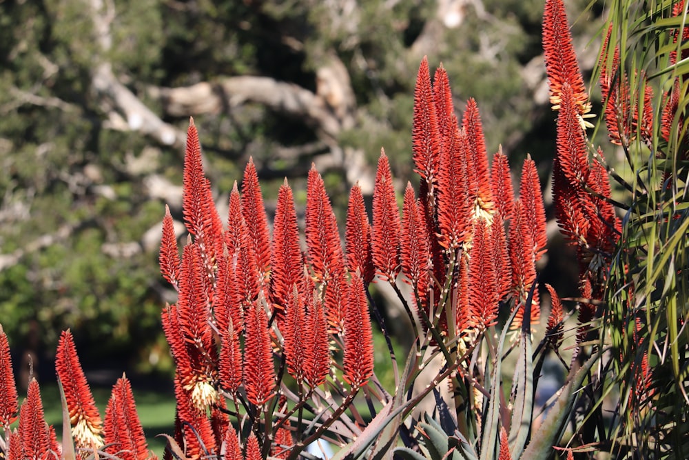 a close up of a plant