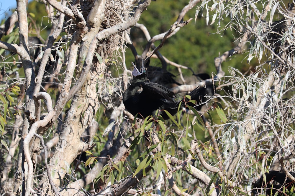 a group of birds in a tree