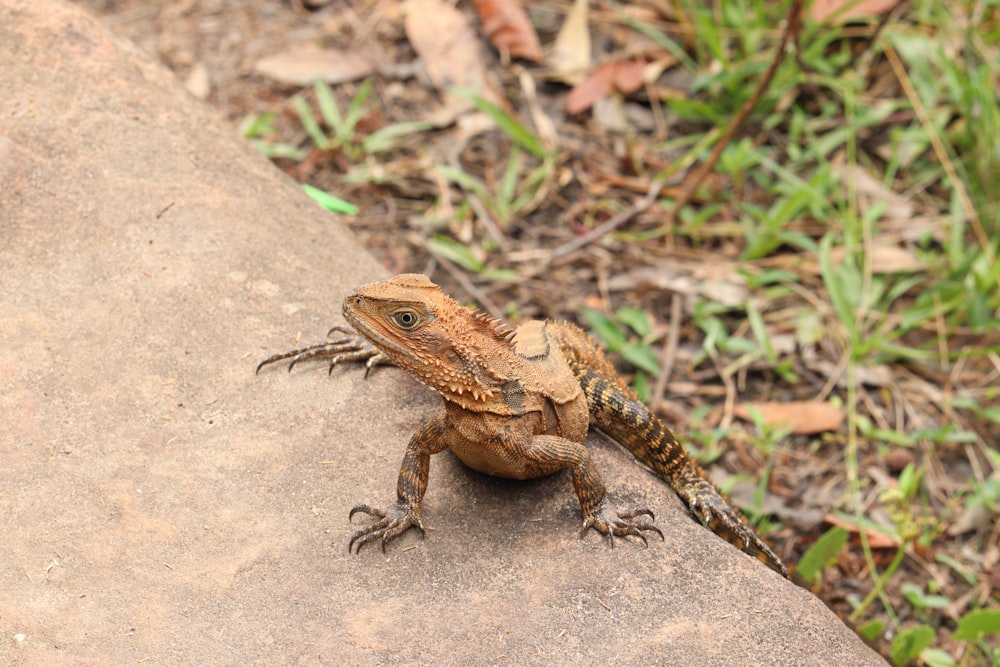 a frog on a rock