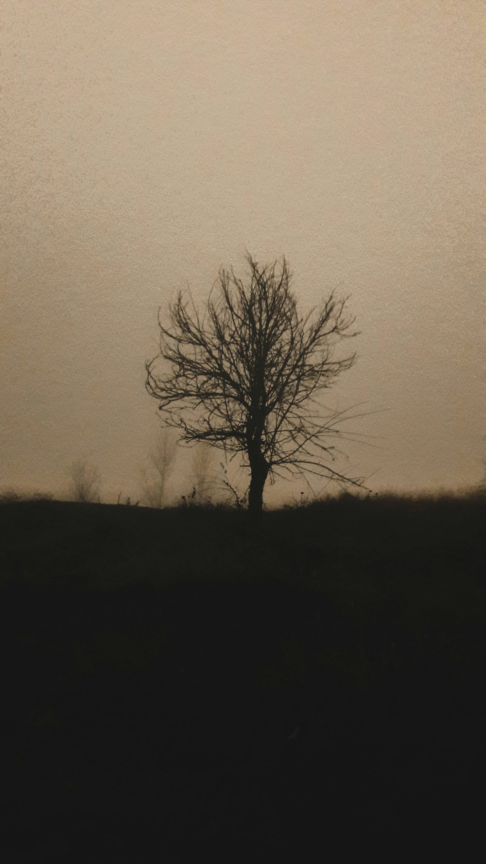 a tree in a foggy field