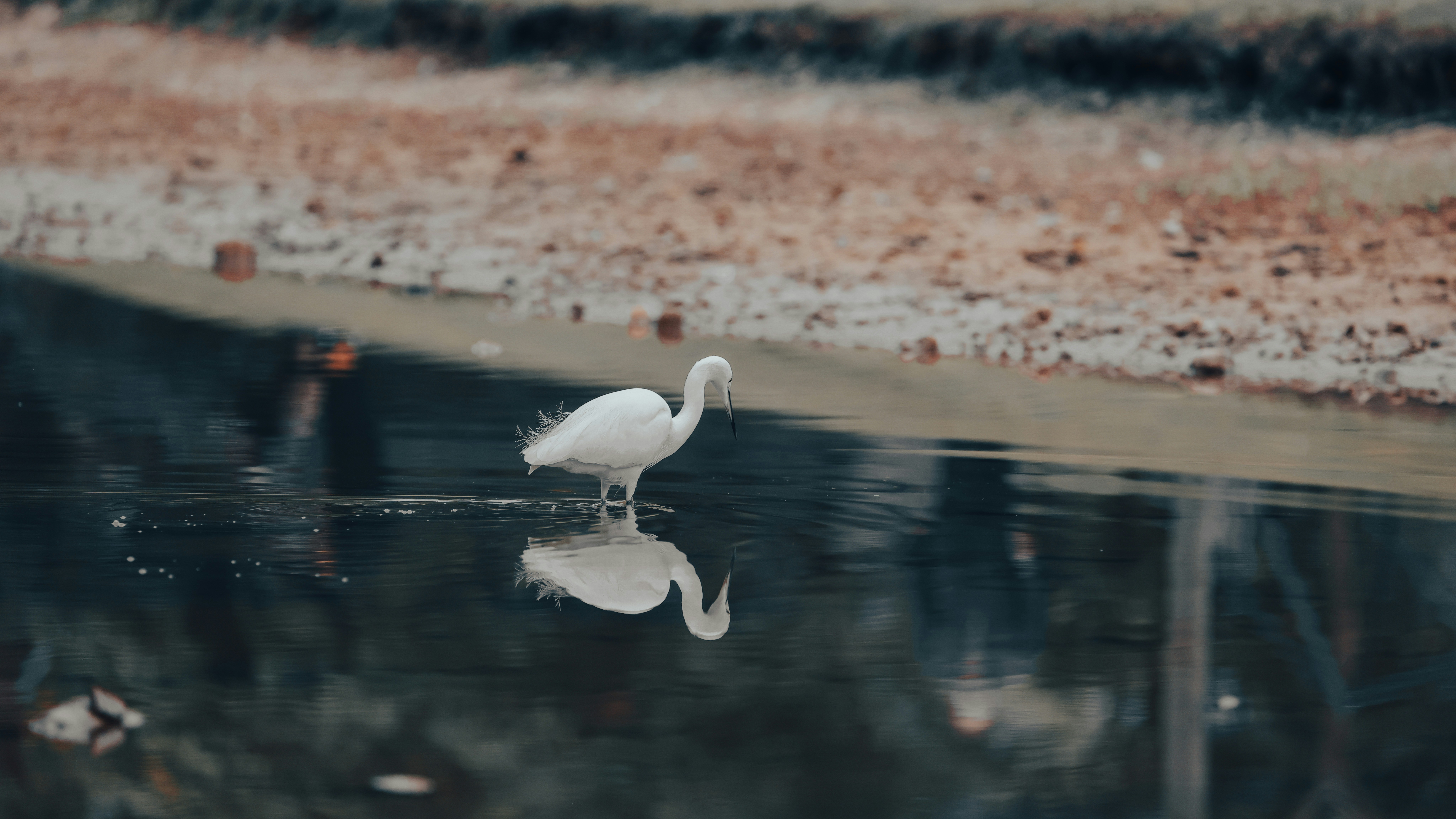 Photo by dickenslin76