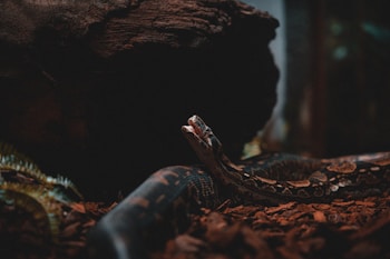 A snake is coiled on a bed of brown mulch in a dimly lit environment. The snake's head is raised, displaying intricate patterns on its scales. In the background, there is a dark hollow, possibly a cave or burrow, contributing to the shadowy ambiance.
