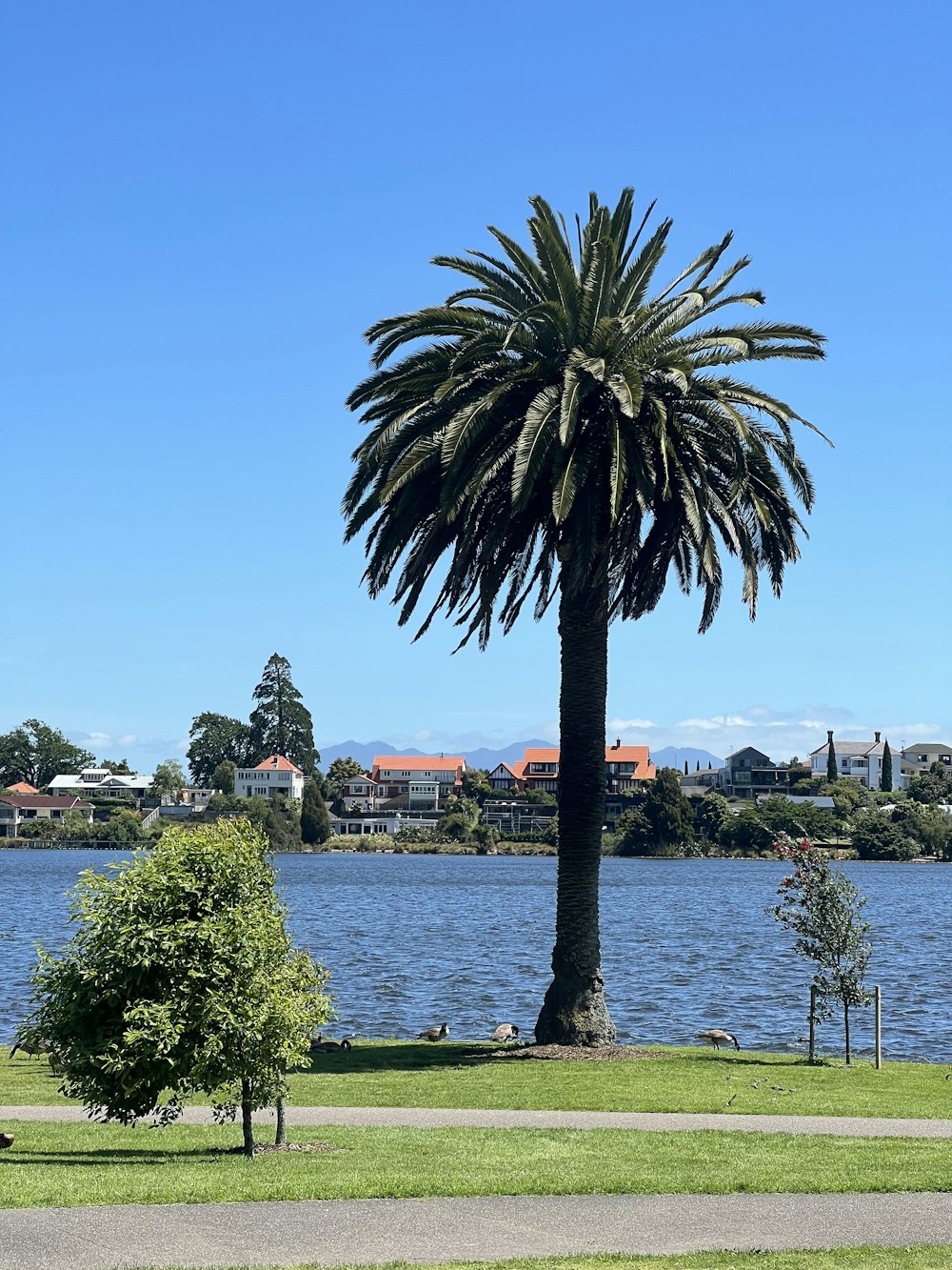 a palm tree by a body of water