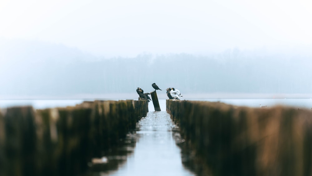 a group of birds on a fence