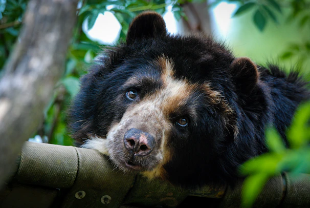 A bear with distinctive facial markings gazes intently, surrounded by lush green foliage. The bear appears relaxed, resting its head on what looks like a log or wooden structure. The setting suggests a natural, forested environment with dappled sunlight.