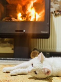 A serene Siamese cat resting curled up on a soft blanket near a cozy fireplace.