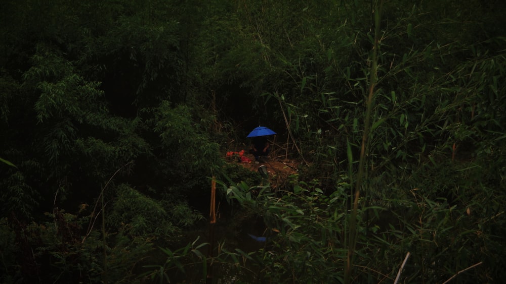 a person with an umbrella in a forest