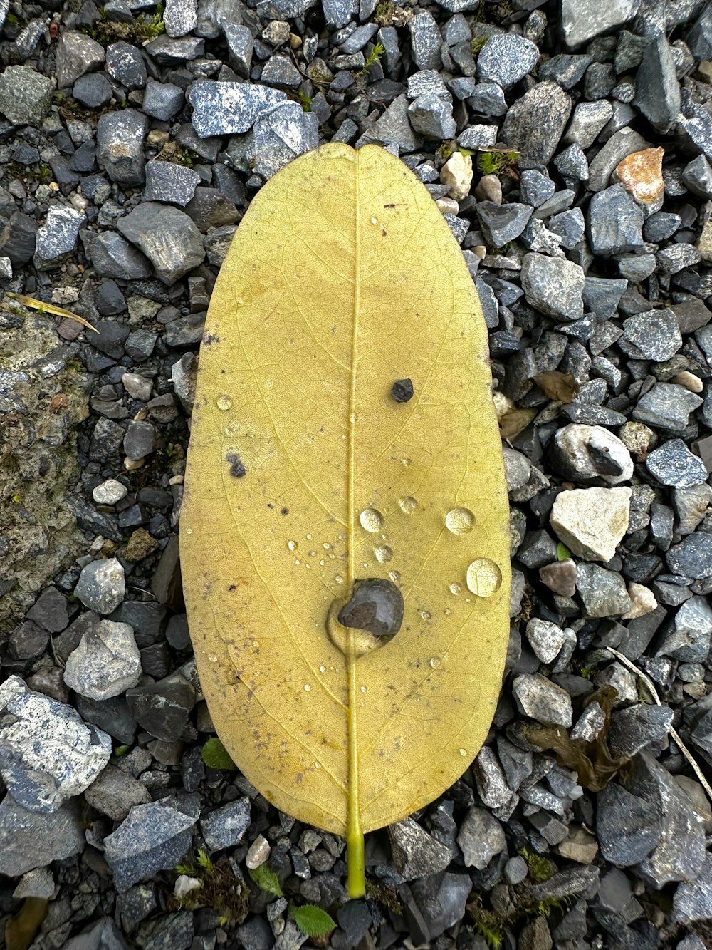 a yellow leaf on a rocky surface