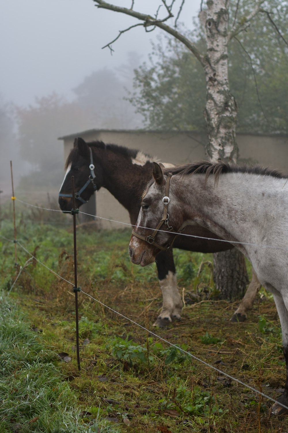 horses standing by a fence