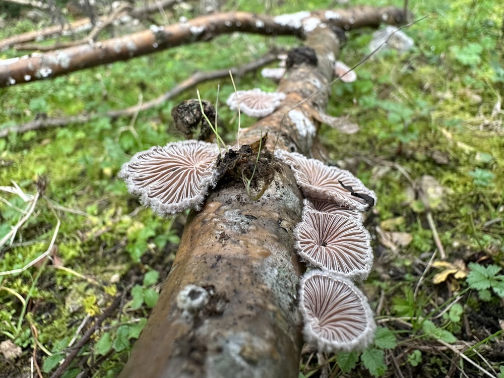 un groupe de champignons poussant sur une souche d’arbre