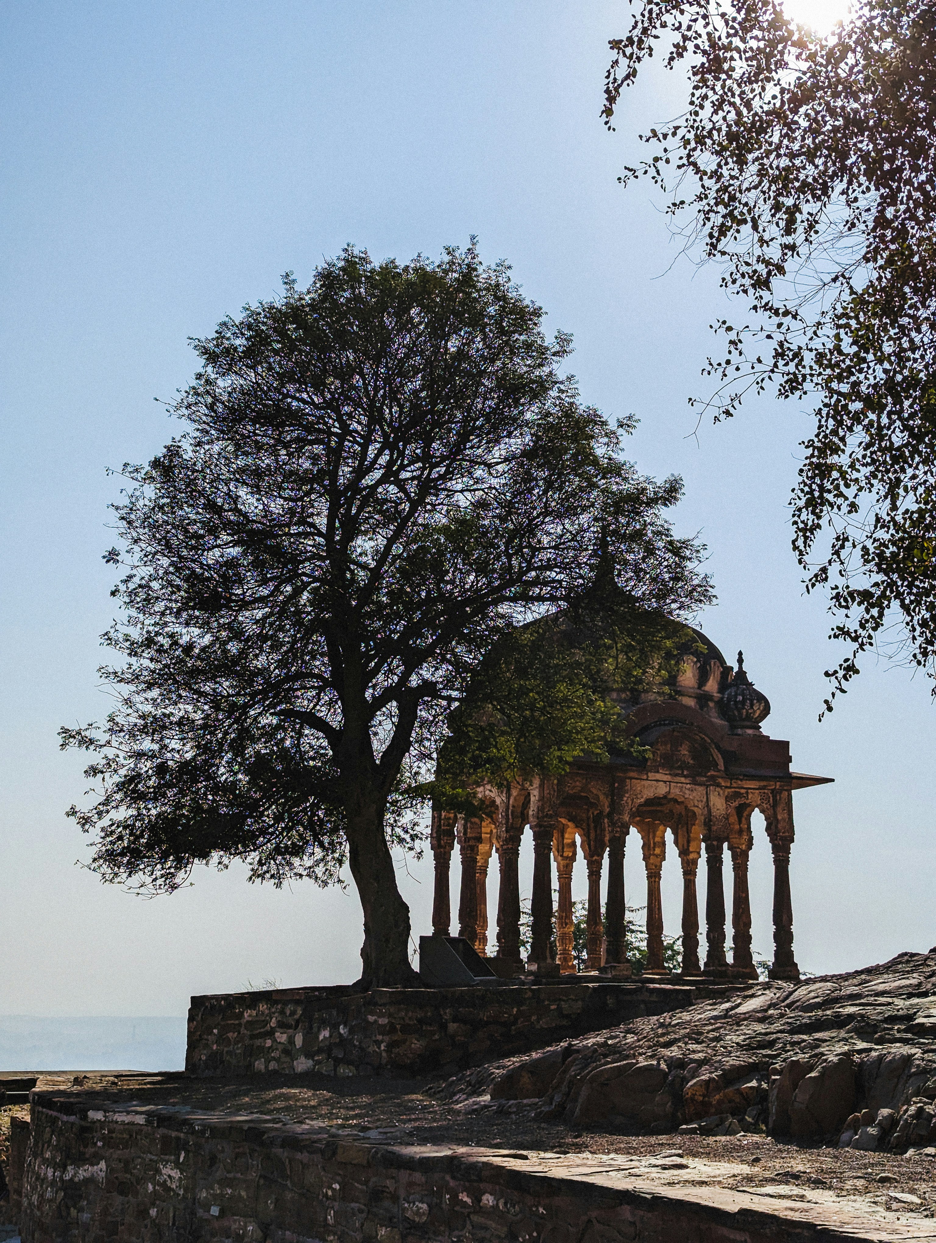 a tree with a building in the background