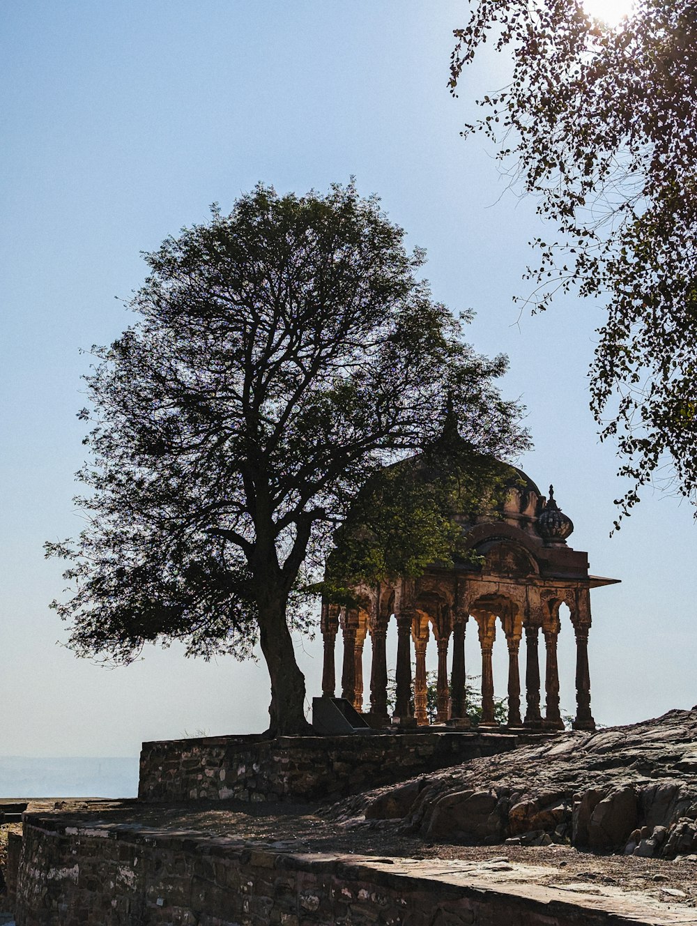 a tree with a building in the background