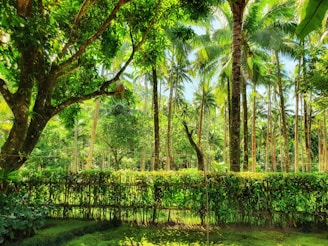 A lush green forest scene with tall, slender palm trees reaching high into a bright blue sky. Dense foliage and verdant undergrowth dominate the landscape, creating a sense of tranquility and natural beauty. Sunlight filters through the canopy, casting dappled shadows on the ground.