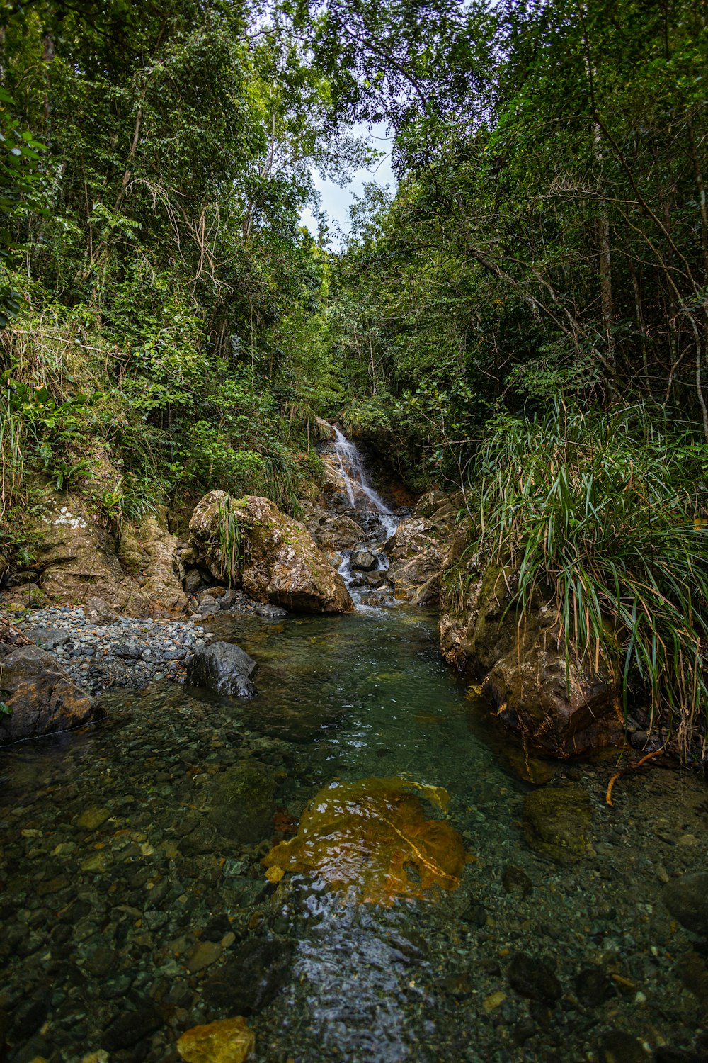 a stream in a forest