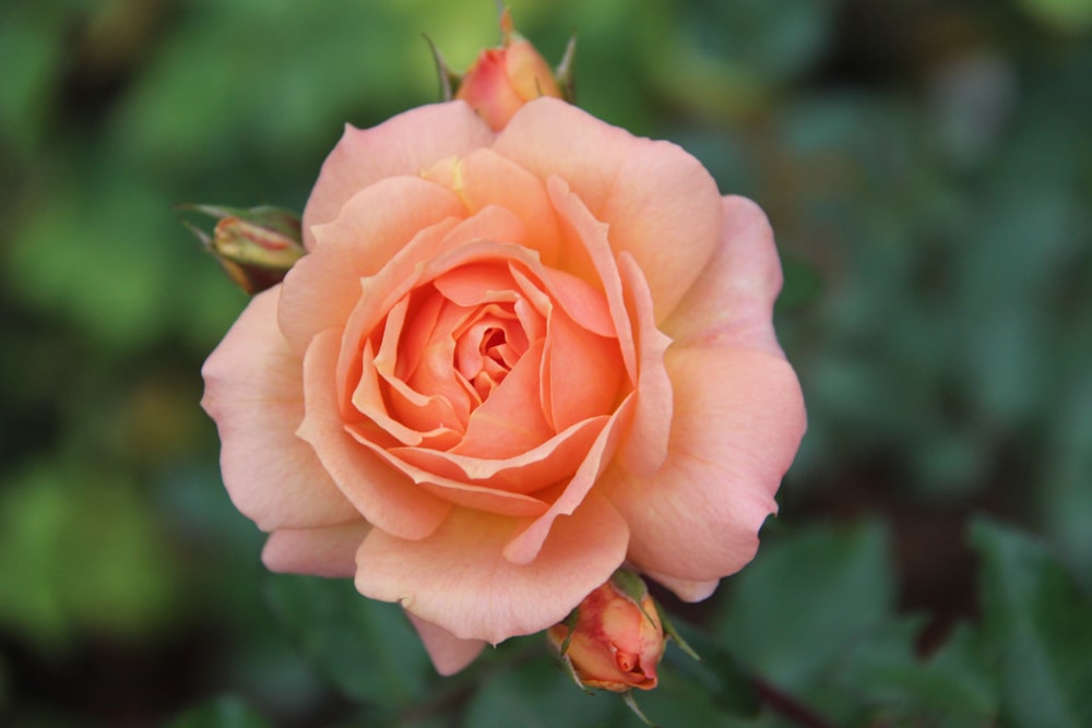 a pink rose with green leaves