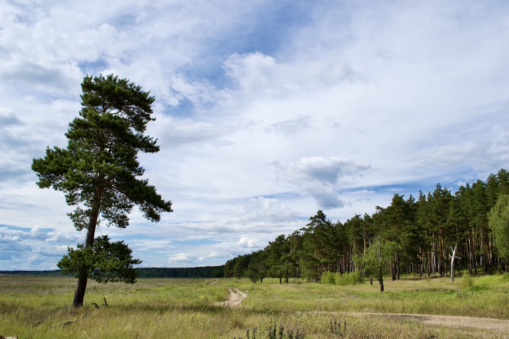 a large field with trees in it