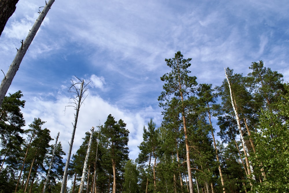 a group of trees