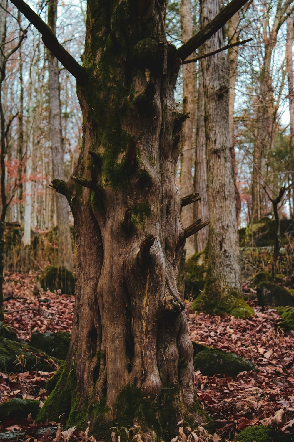 a tree with many trunks