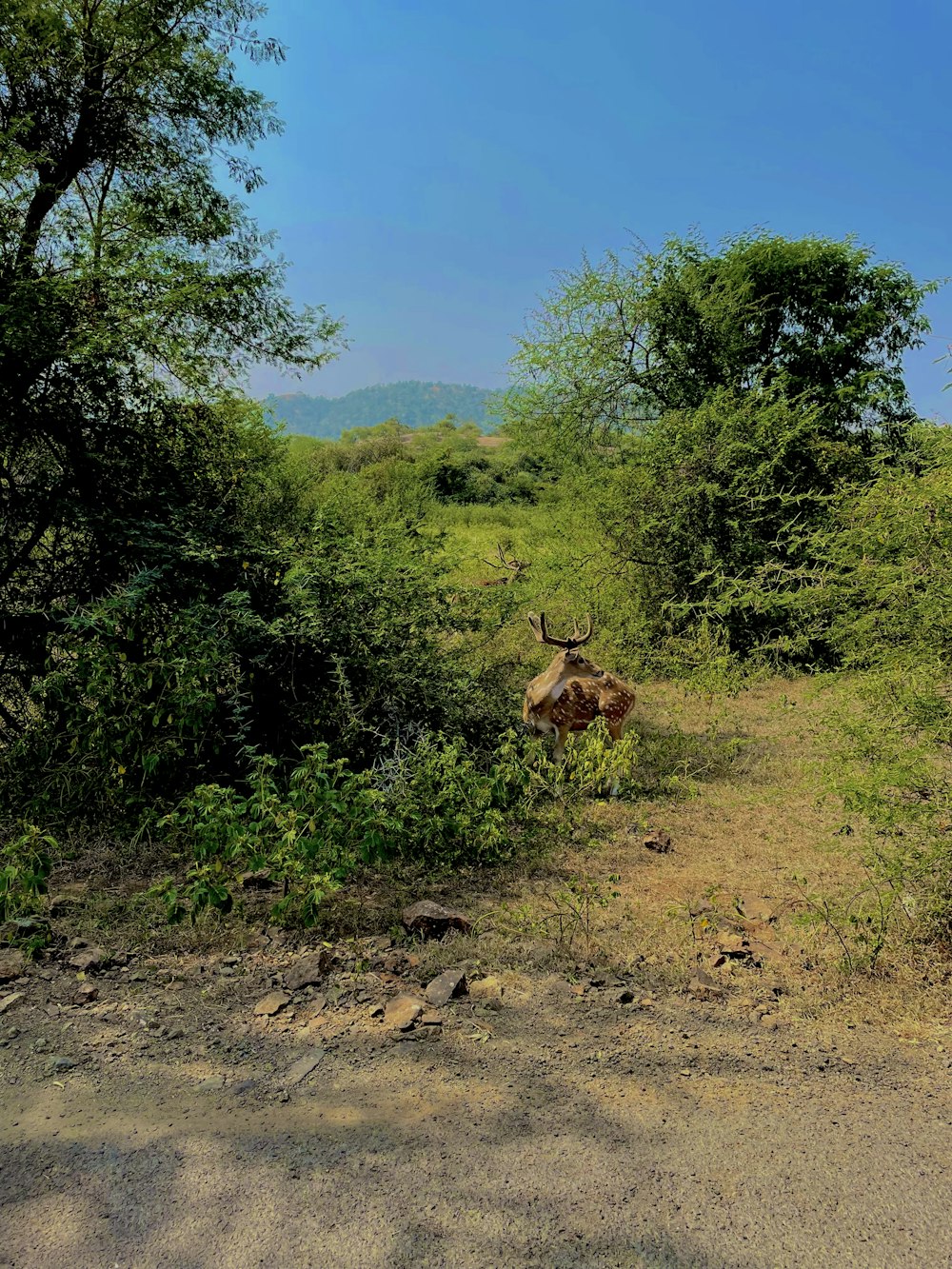 a deer in a forest