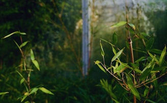Lush green bamboo plants with slender leaves are in focus against a blurred, natural green backdrop. The sunlight highlights the vibrant foliage, creating a serene atmosphere.