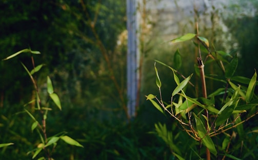 Lush green bamboo plants with slender leaves are in focus against a blurred, natural green backdrop. The sunlight highlights the vibrant foliage, creating a serene atmosphere.