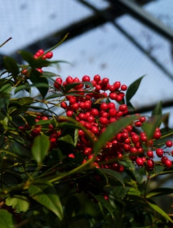 A cluster of vibrant red berries is nestled among lush green leaves with branches extending outward. The background reveals a faint, out-of-focus structure resembling greenhouse panels.