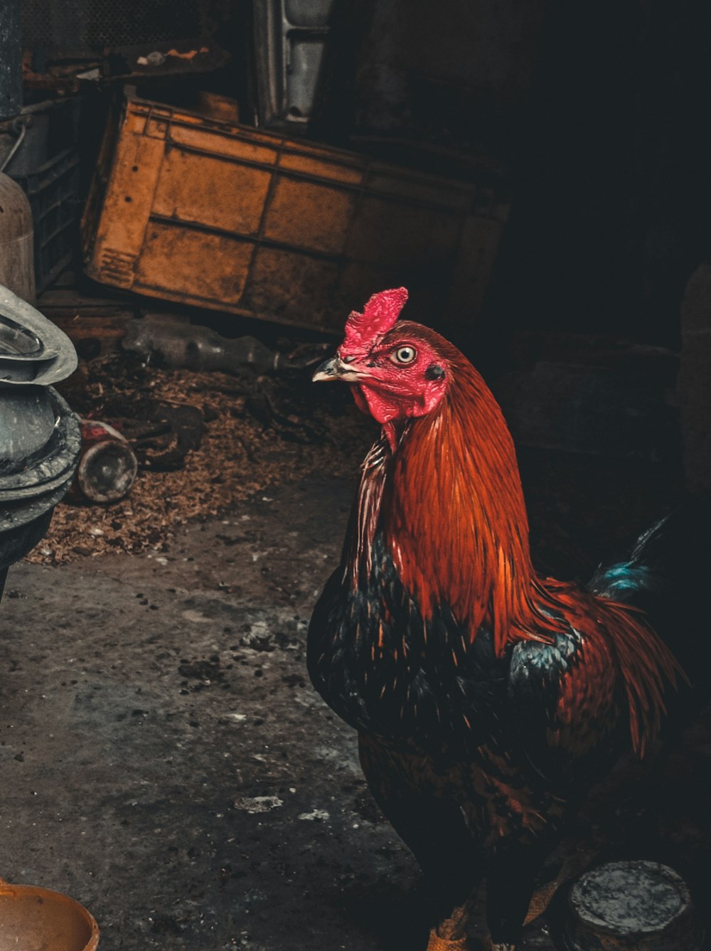a couple of chickens in a barn
