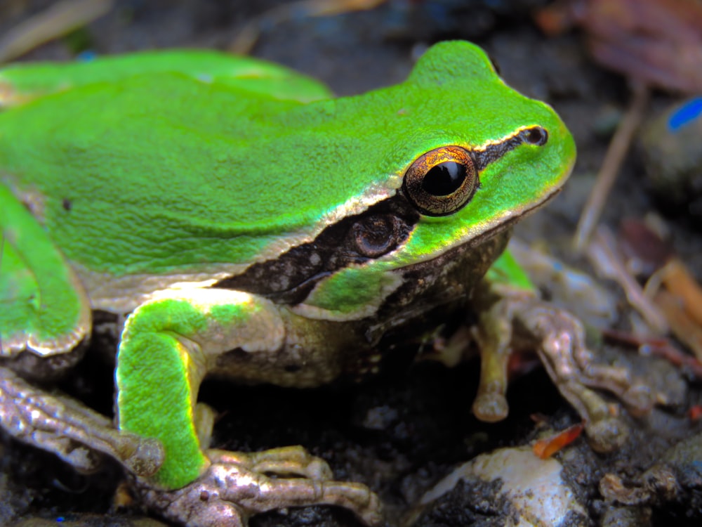 a green frog on a rock