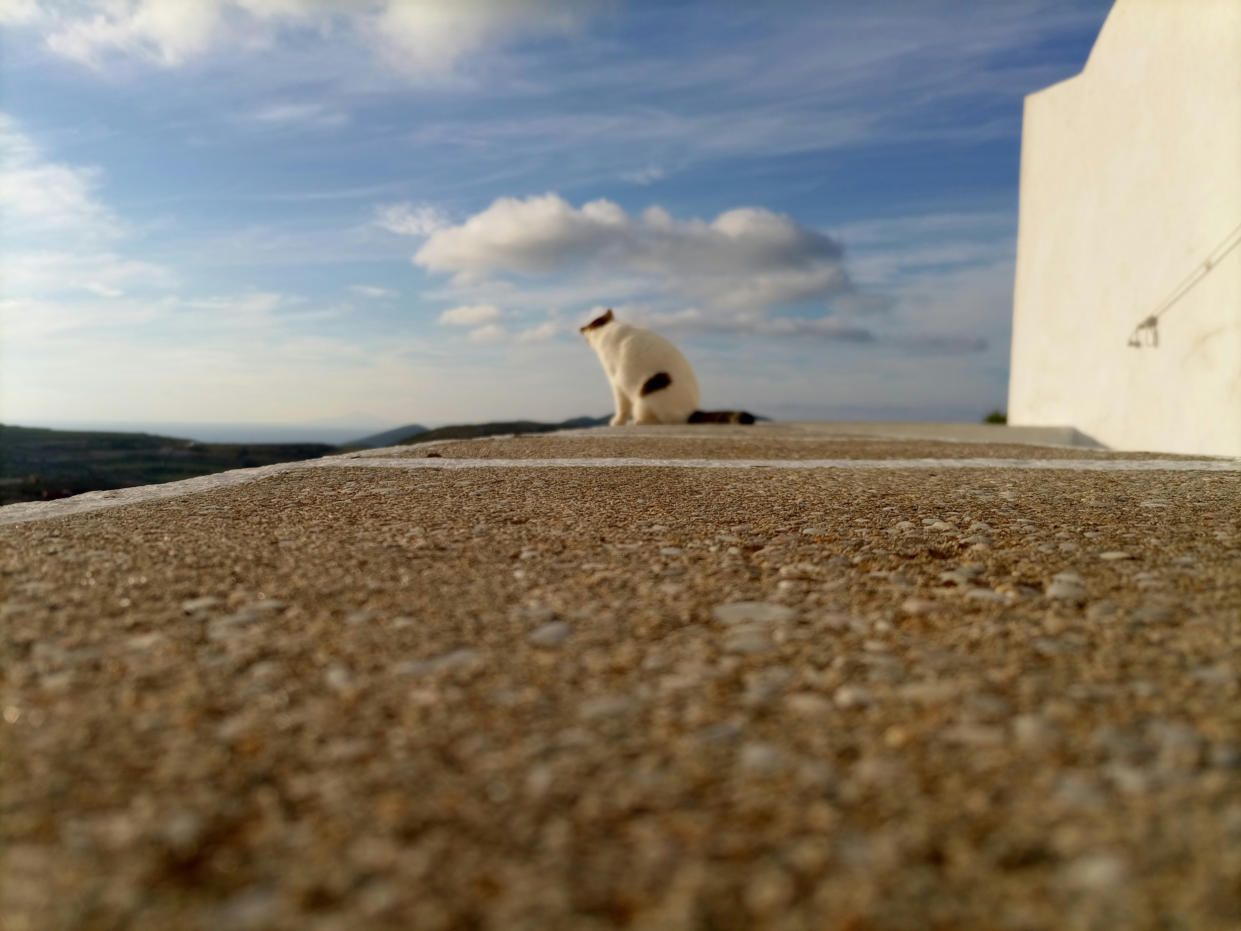 a cat sitting on a rock