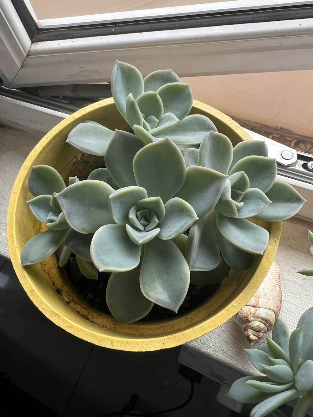 a plant in a pot