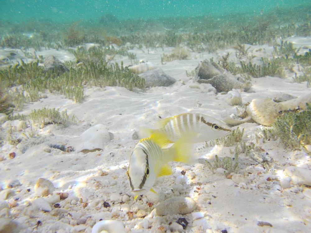 a sea animal in the water