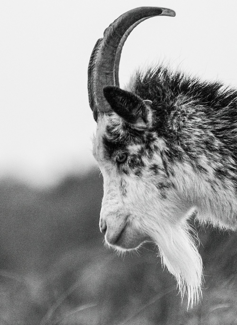 a goat with horns