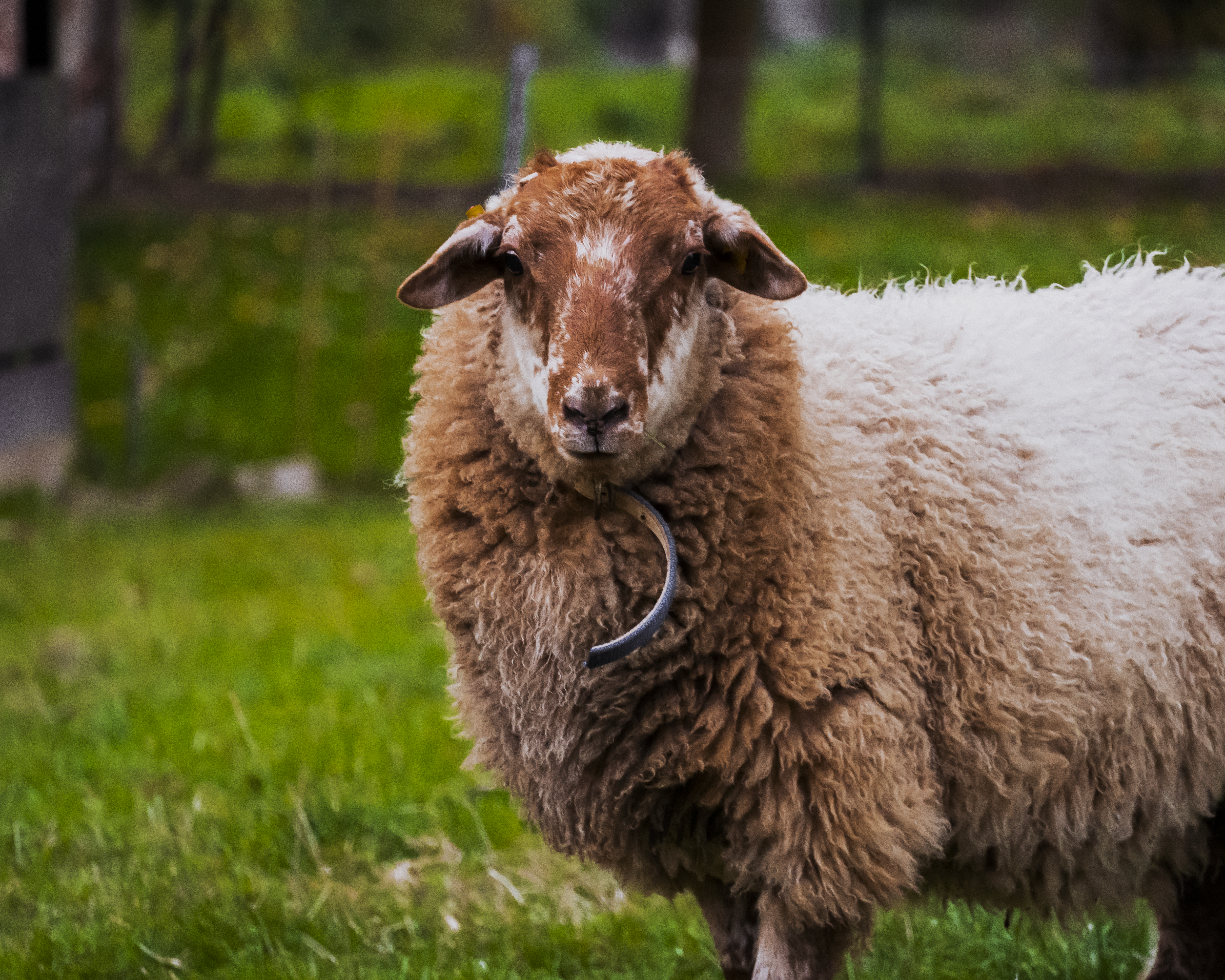 Photo by khrystyna_dranchuk