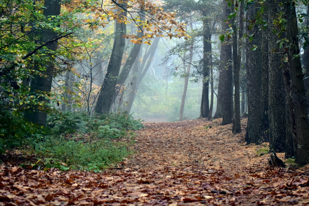 a path in the woods