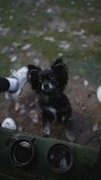 A small black dog with fluffy ears stands on a green wooden surface, looking up. The background is an outdoor setting with scattered leaves on the ground. A pair of white shoes is visible in the top left corner, suggesting the presence of a person. Two round objects with reflective surfaces, possibly lenses or containers, are on the wooden surface.