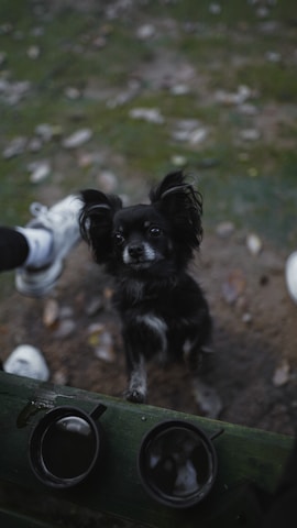 A small black dog with fluffy ears stands on a green wooden surface, looking up. The background is an outdoor setting with scattered leaves on the ground. A pair of white shoes is visible in the top left corner, suggesting the presence of a person. Two round objects with reflective surfaces, possibly lenses or containers, are on the wooden surface.