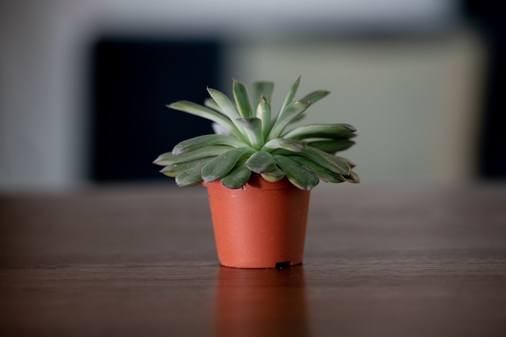 a plant in a pot