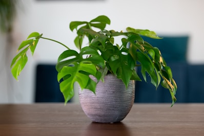 a plant in a pot