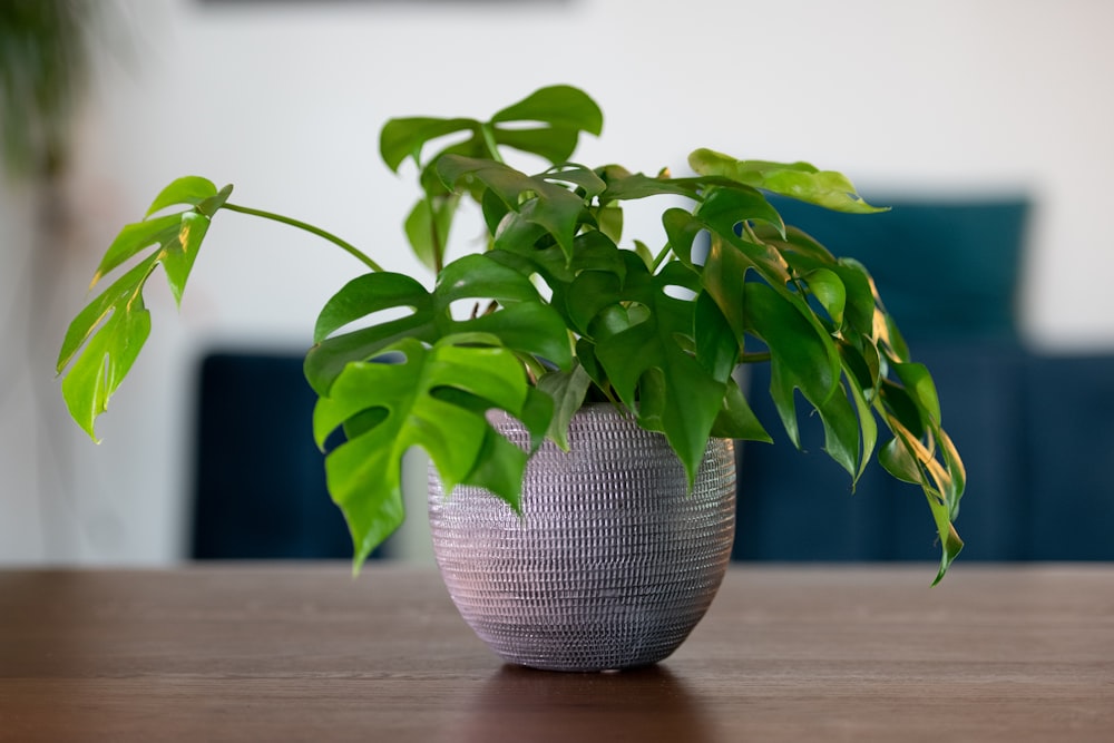 a plant in a pot