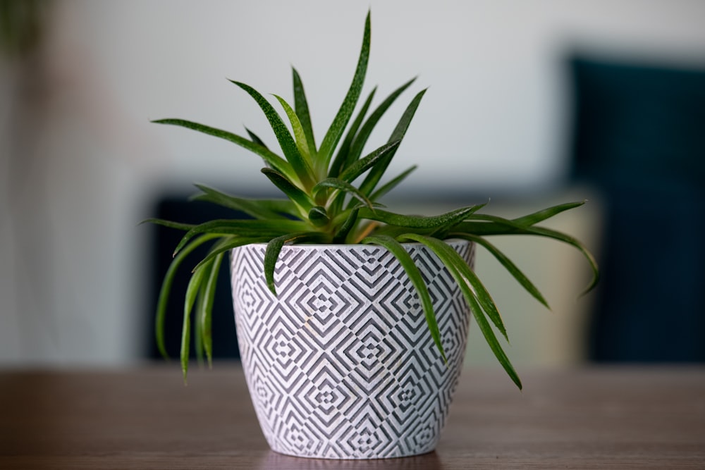 a plant in a pot