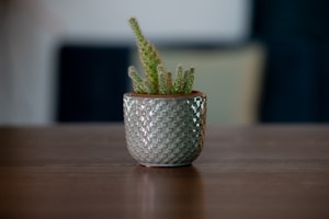 Succulent Trio Set