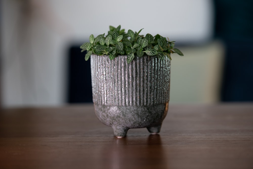 una piccola pianta in vaso