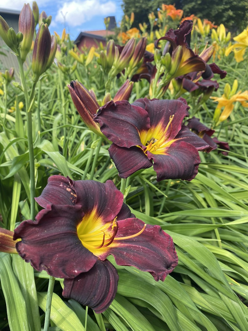 a close up of a flower